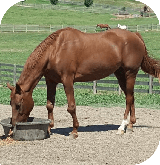 Red grazing from a feed tub in a paddock at Red Clay Ranch