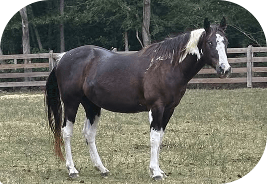 Sully and Charlotte grazing in their private pasture at Red Clay Ranch